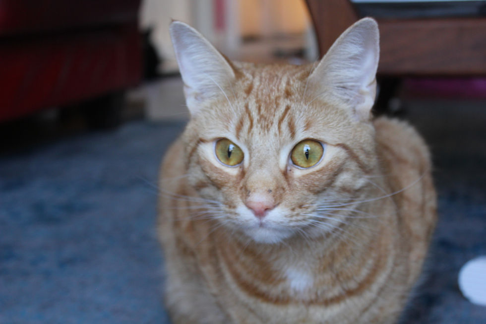 Ginger