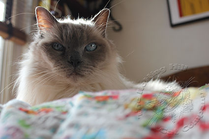 Germanicus Higgenbottom- Ragdoll