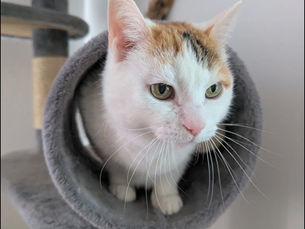 Les bienfaits de la spiruline chez le chat 