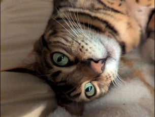 Le léchage chez le chat, ça veut dire quoi ?