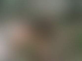 Pourquoi nos chiens mangent de l’herbe ?