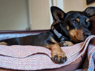 Les émotions chez nos animaux