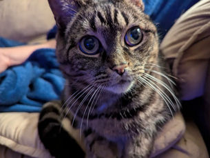 Découvrir le DAQ pour les animaux