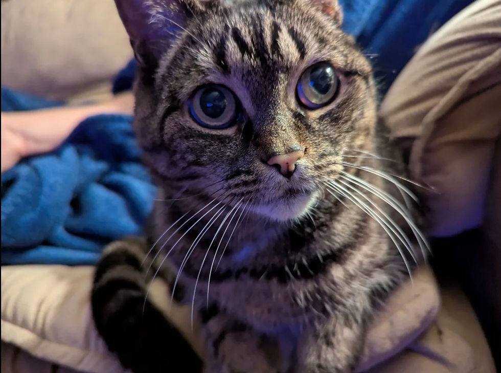 Découvrir le DAQ pour les animaux