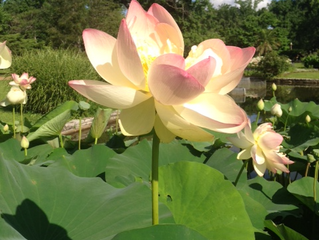 Opening up to the Light