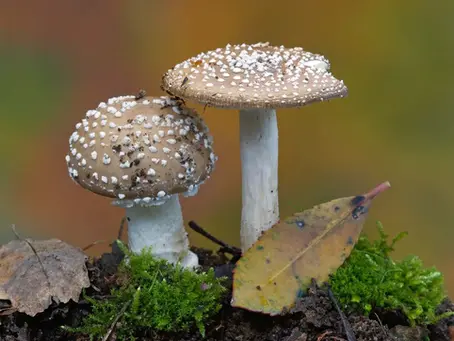 From Pharaoh’s Curse to Future Cure: How a Deadly Fungus Became a Cancer Fighter