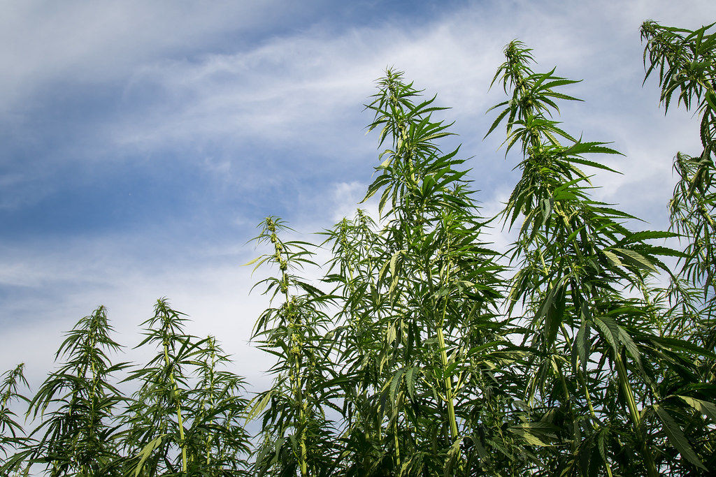 Illinois Department Of Agriculture Hemp License