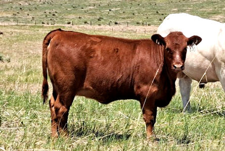 Red Angus Heifer sired by Cross Benchmark 25
