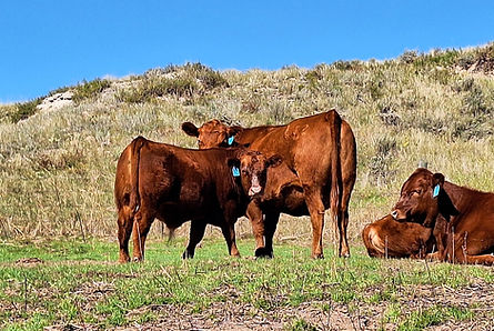 Red Angus Bull Calf sired by CMK Life is Good 3222