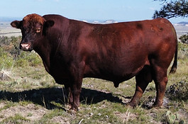 Cross Benchmark 25 Red Angus Bull