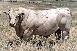 Eatons Oaklee 70195 Charolais Bull