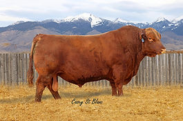 5L Wrangler 1974-166E Red Angus Bull