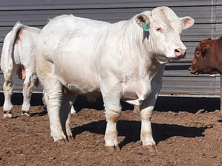 Charolais bull sired by Eatons Oaklee 70195