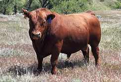 9 Mile Pass It On A463-270, Red Angus Sire