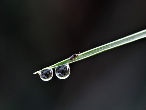 Tips on Capturing Nature Scenes: Two Droplets and a Bug