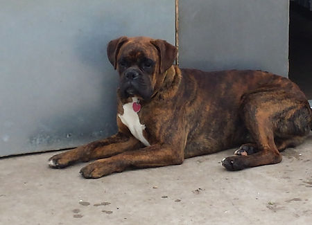 AKC Boxer Puppies for sale Iowa boxer breeder