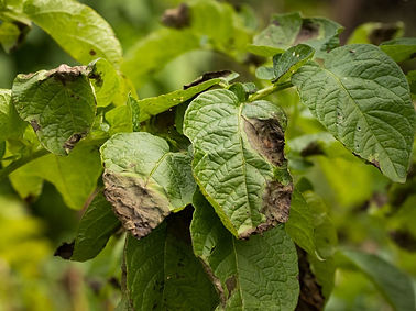 potato-diseases.jpg