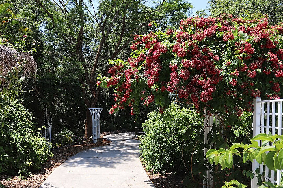 A blooming Rangoon Creeper Vine
