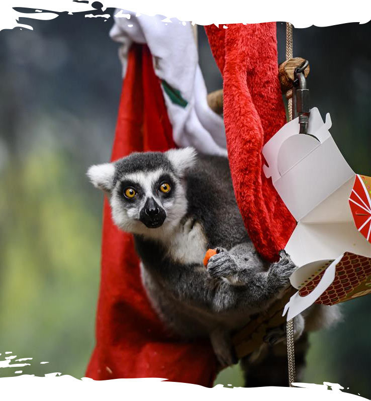 Toronto Zoo