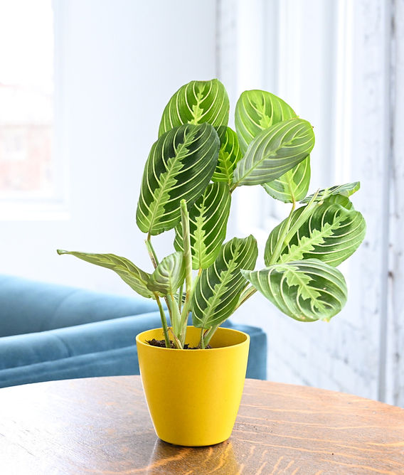 Prayer Plants - 4 Reasons Why Yours May Not Be Praying