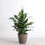 Thumbnail: Spathiphyllum, Peace Lily