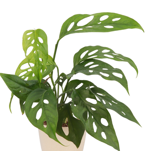 Monstera Adansonii, Swiss Cheese Plant Thorsen's Greenhouse