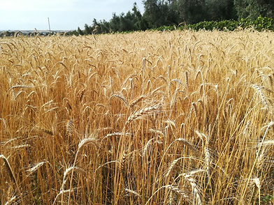 Spighe di Grano 1.jpg