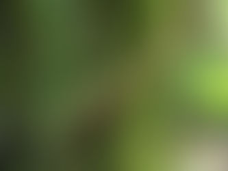 Ayahuasca vine in Amazon rainforest – sacred plant used in healing ceremonies