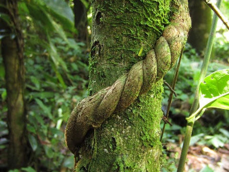 Ayahuasca vine in Amazon rainforest – sacred plant used in healing ceremonies