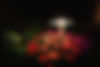 LANDSCAPE LIGHTING.jpg