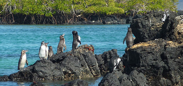 penguin-cool-facts_penguin-varied-locati