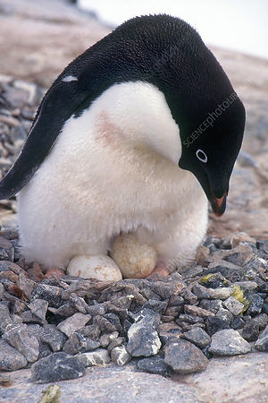 C0446938-Adelie_Penguin_with_Eggs.jpg