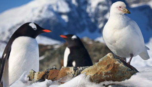 img-antarctica-penguinsandbird.jpg