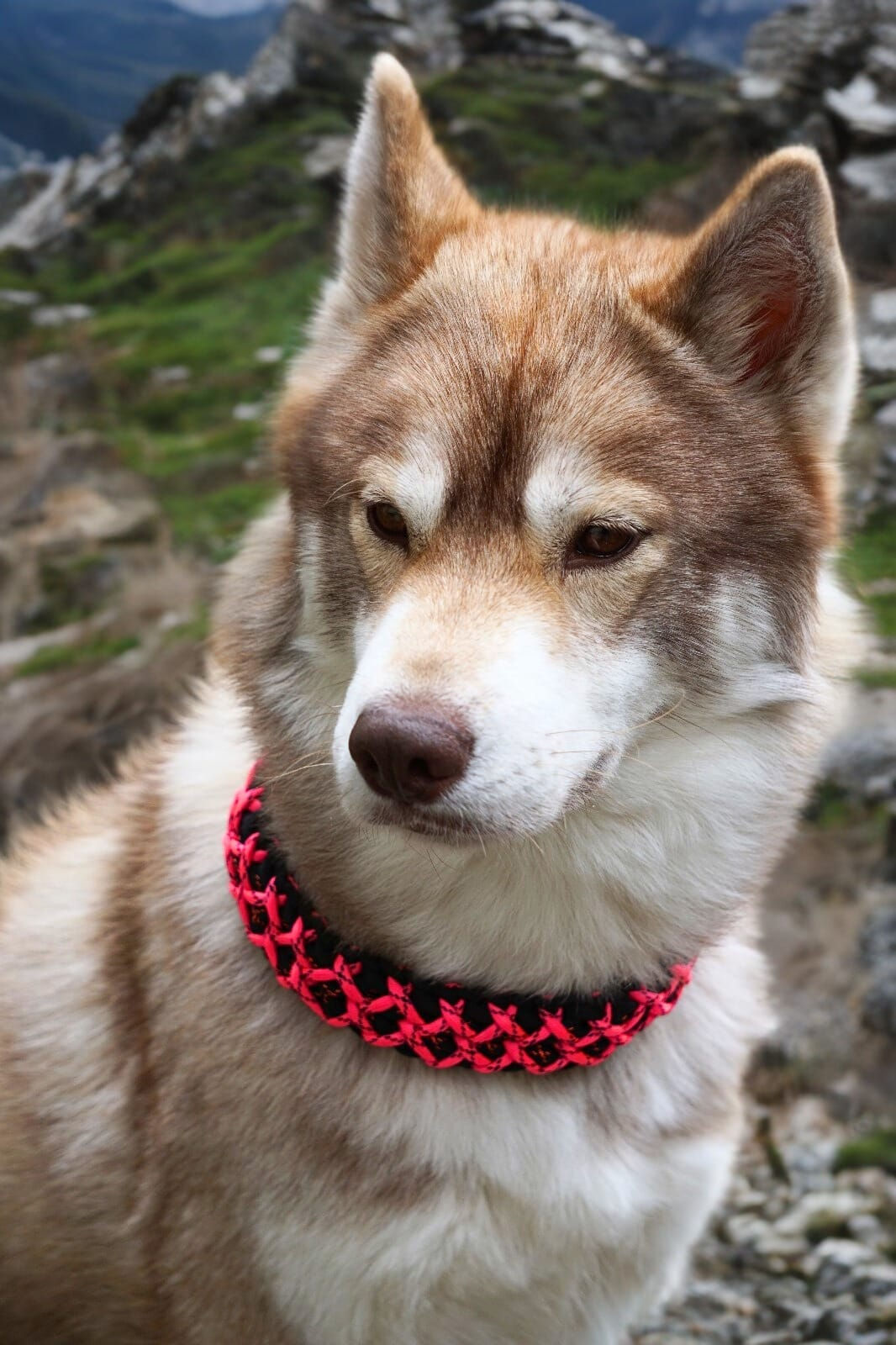Collier Fly