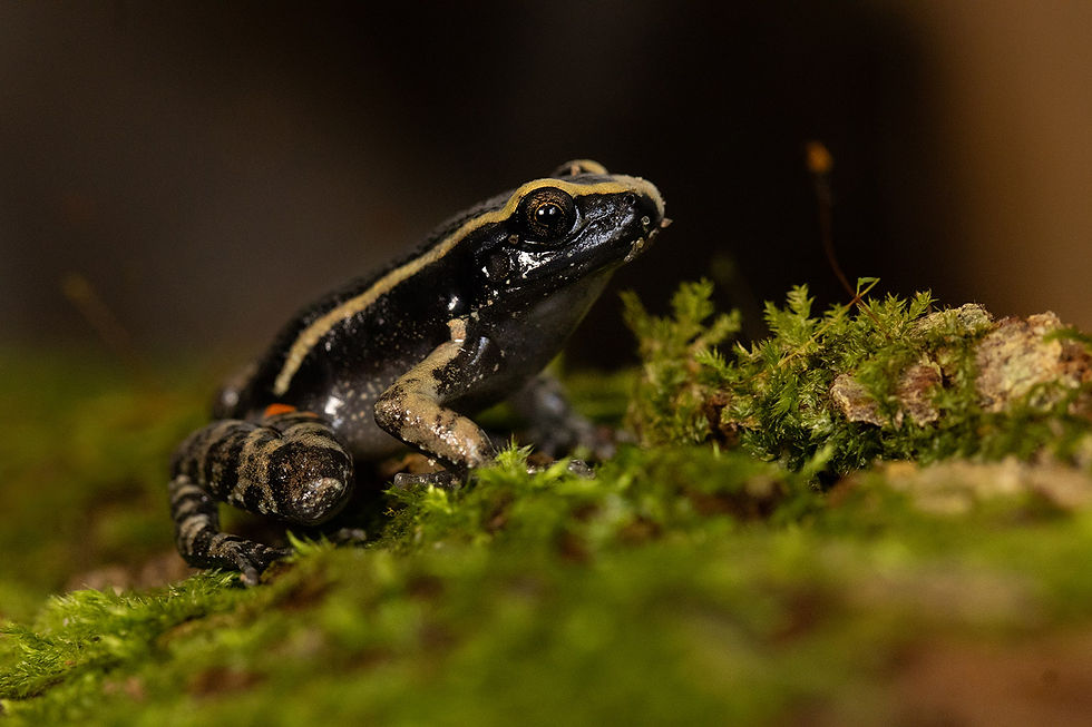 Foto: Jordana G. Ferreira