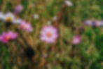 IMG_5537.jpeg