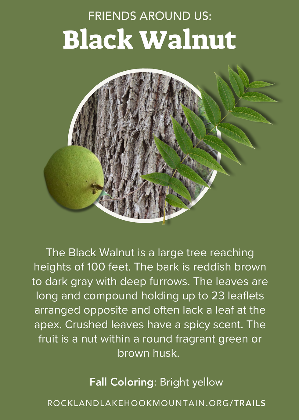 Black Walnut