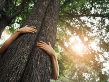 "The Intersection of AI and the Environment: Opportunities and Challenges":