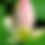 Thumbnail: Floral Note Card Set