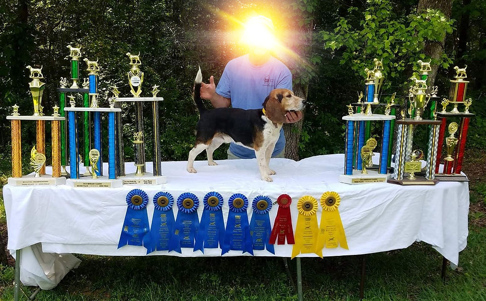 Beagle champion