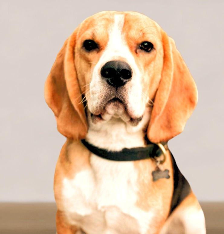 Queen Saya's Winston_edited.jpg