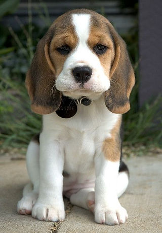 Beagle pup.jpg