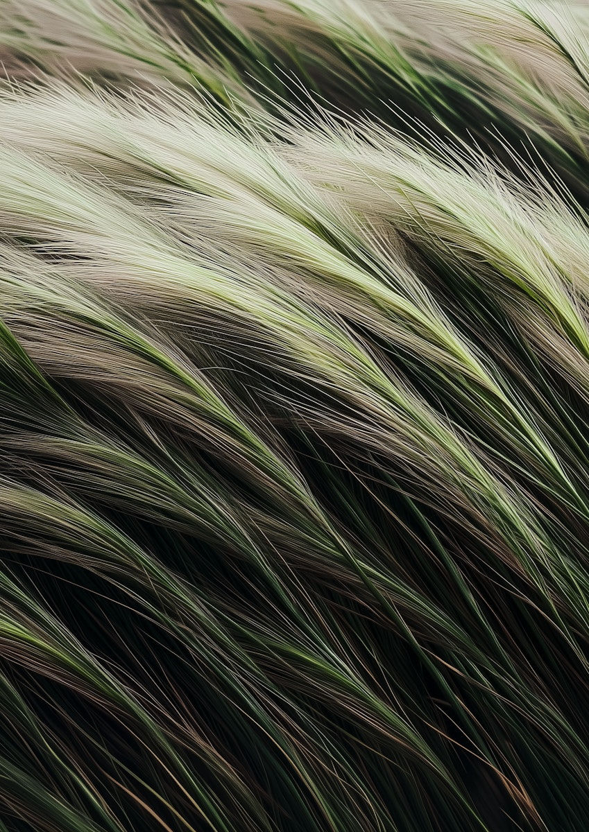 Close-up of Swaying Grasses.jpeg