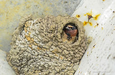 Cliff Swallow in nest