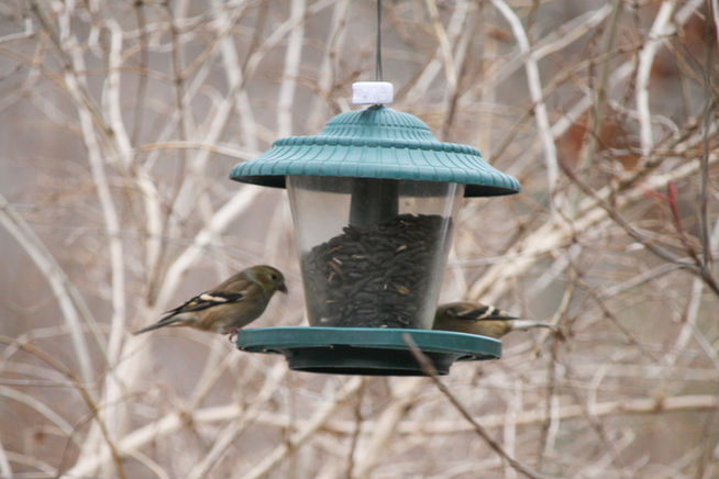 Dec.26.2021.2 goldfinches at feeder-2.jpg