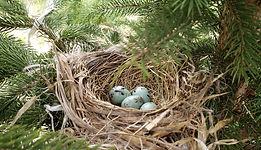 Common Grackle nest with eggs