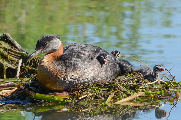 Red-necked Grebe copy.jpg
