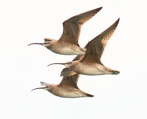 Whimbrels1--NBarrett.jpg