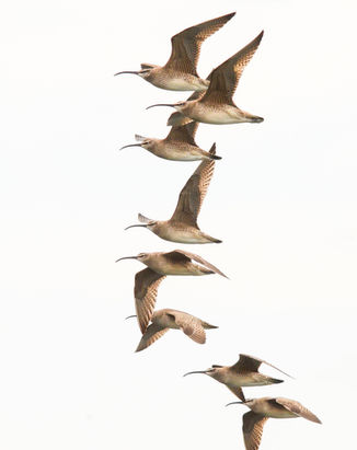 Whimbrels 3--NBarrett.jpg