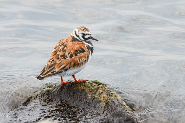 Ruddy Turnstone--NBarrett.jpg